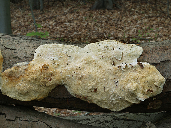 trúdnikovec Trametes sp.