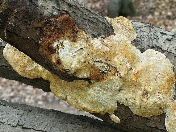 trúdnikovec Trametes sp.