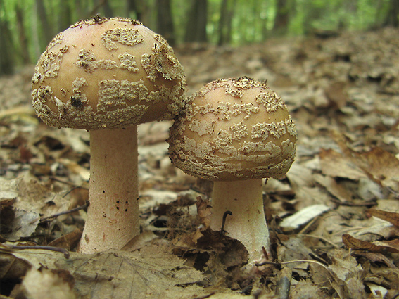 muchotrávka červenkastá Amanita rubescens Pers.