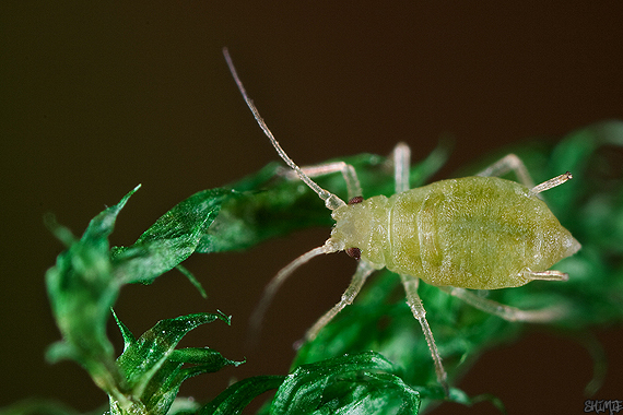 voška Aphis sp.