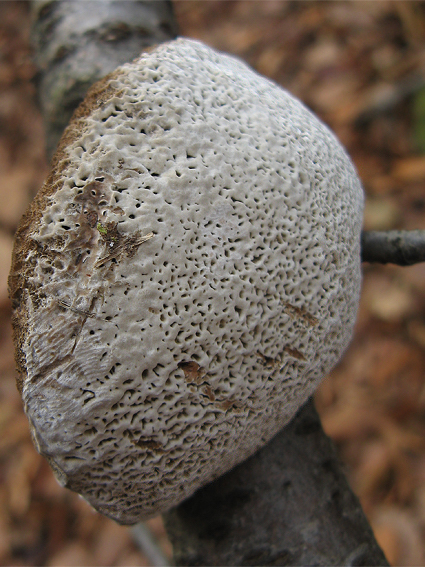 bazídiové huby Basidiomycota div.