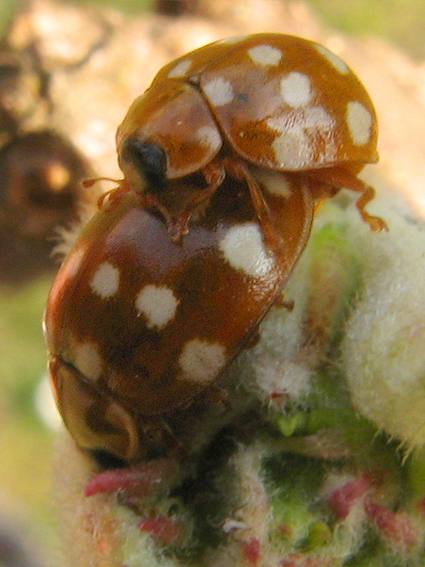 lienka Calvia quatuordecimguttata