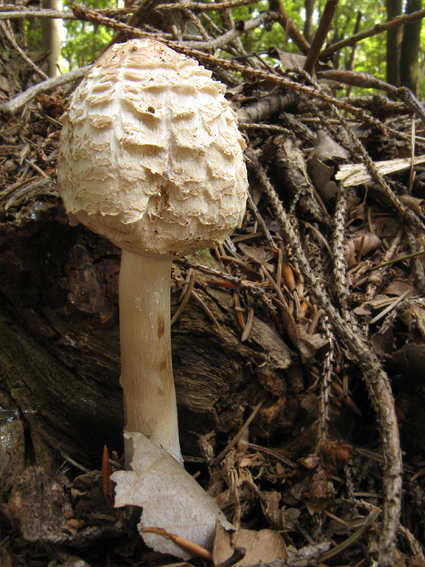 bedľa červenejúca Chlorophyllum rachodes (Vittad.) Vellinga