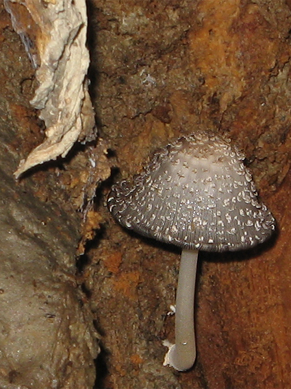 hnojník dutinový Coprinopsis mitraespora (Bohus) L. Nagy, Vágvölgyi & Papp