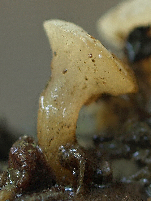 vodnička obyčajná Cudoniella clavus (Alb. & Schwein.) Dennis
