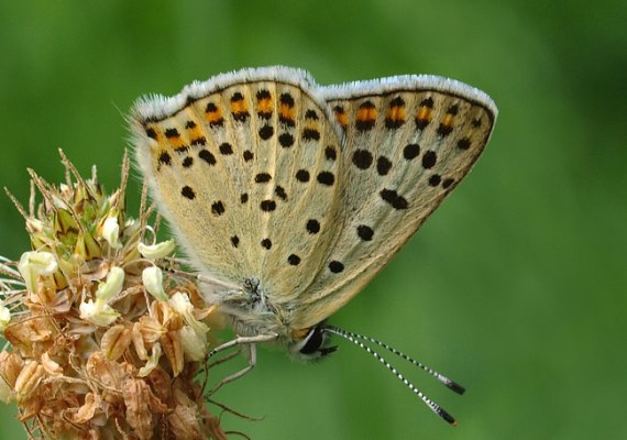 ohniváčik čiernoškvrnný Lycaena tityrus