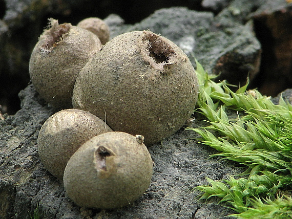 vlčinka Lycogala sp.