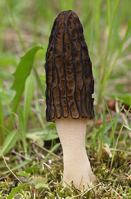 smrčok černastorebrový Morchella angusticeps Peck