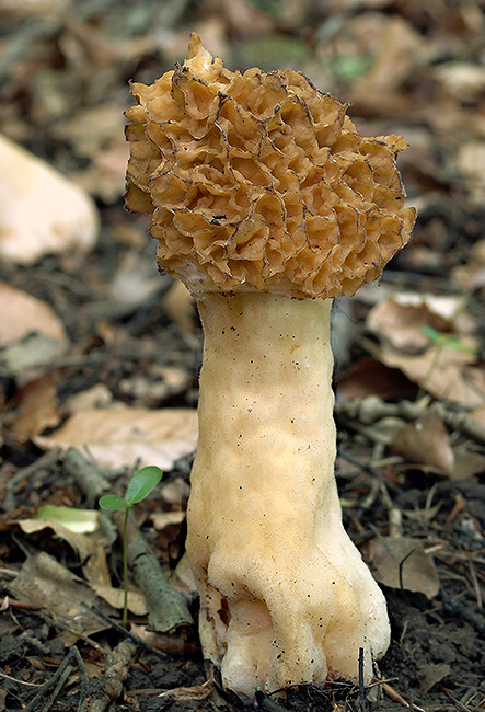 smrčok jedlý Morchella esculenta (L.) Pers.