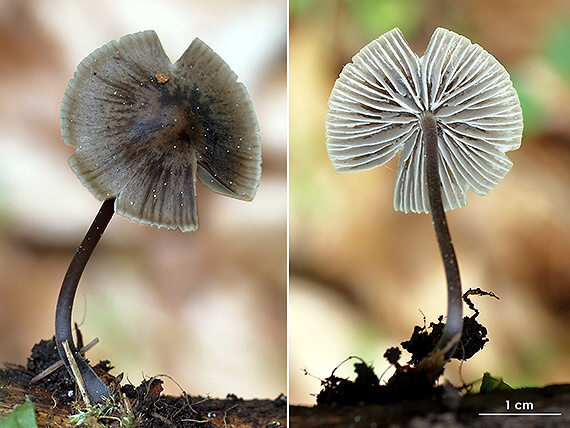 prilbička Mycena sp.