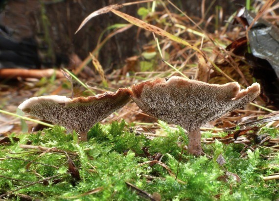 korkovec čiaškovitý Phellodon tomentosus (L.) Banker