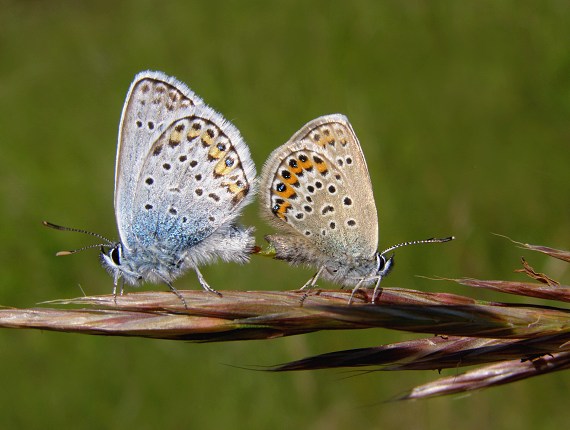 modráčik čiernoobrúbený Plebejus argus