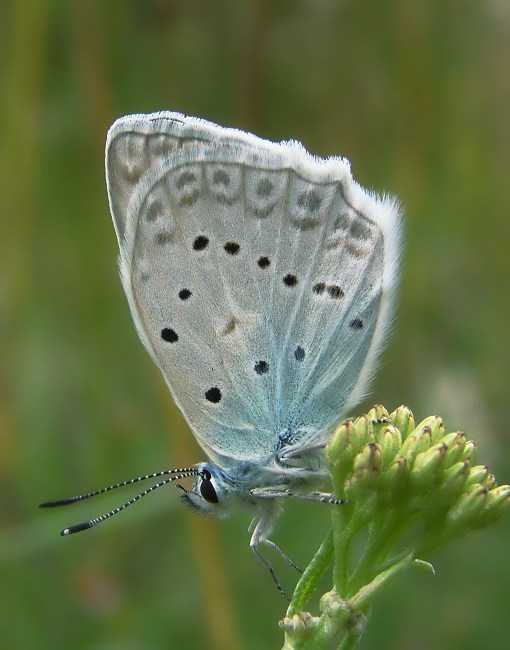 modráčik hnedoškvrnný Polyommatus daphnis