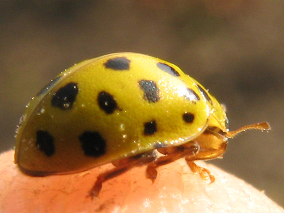 lienka múčnatá Psyllobora vigintiduopunctata