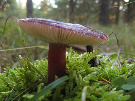 plávka Quéletova Russula queletii Fr.