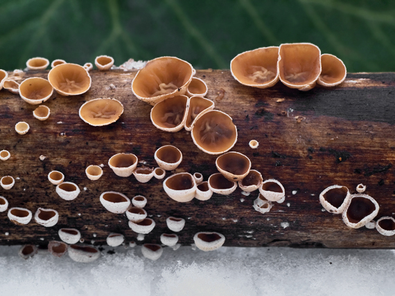 škľabka plstnatá Schizophyllum amplum (Lév.) Nakasone