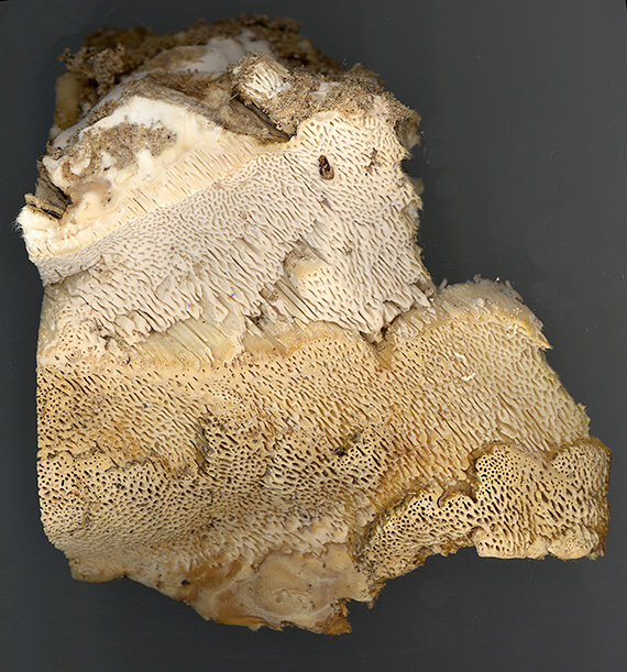 trúdnikovec Trametes sp.