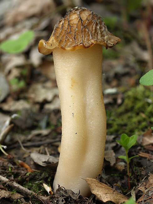 smrčkovec český Verpa bohemica (Krombh.) J. Schröt.