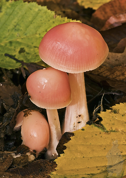 prilbička ružovkastá Mycena rosea Gramberg