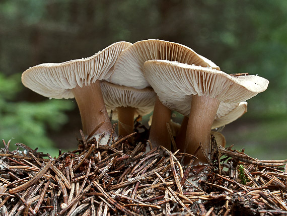 peniazovka maslová Rhodocollybia butyracea (Bull.) Lennox