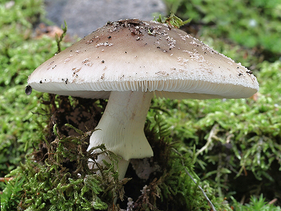 muchotrávka hrubá Amanita excelsa (Fr.) Bertill.