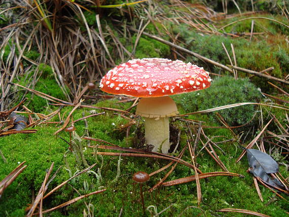 muchotrávka červená + ešte 2 hubky Amanita muscaria (L.) Lam.