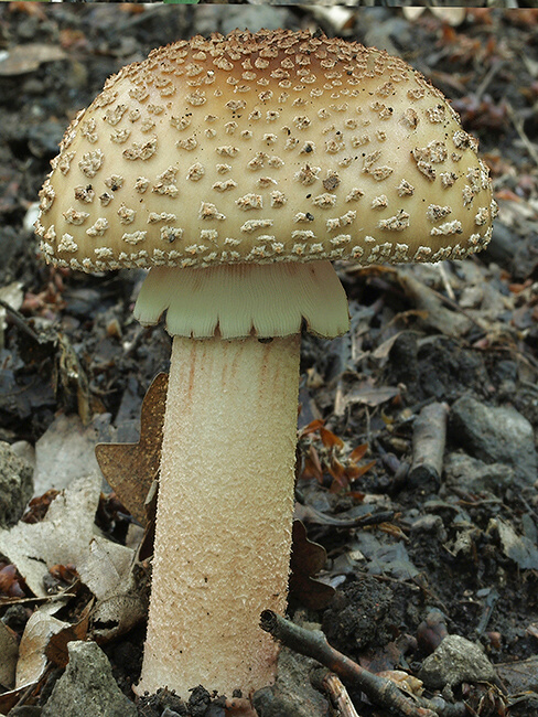 muchotrávka červenkastá Amanita rubescens Pers.