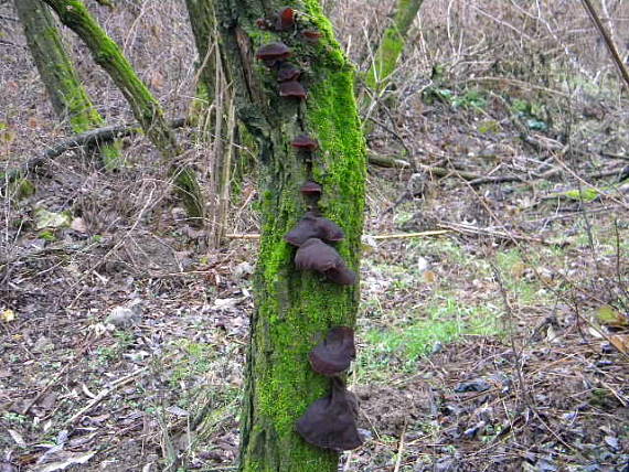 uchovec bazový Auricularia auricula-judae (Bull.) Quél.