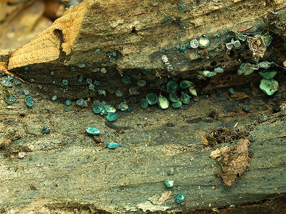 zelenica Chlorociboria sp.