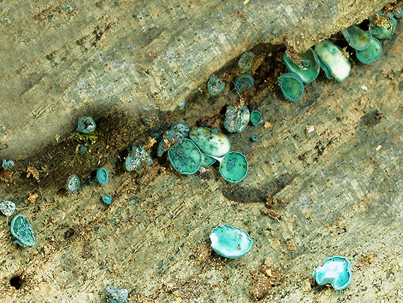 zelenica Chlorociboria sp.