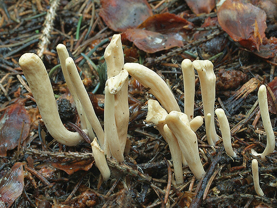 kyjak jazykovitý Clavariadelphus ligula (Schaeff.) Donk