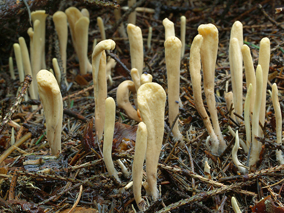 kyjak jazykovitý Clavariadelphus ligula (Schaeff.) Donk