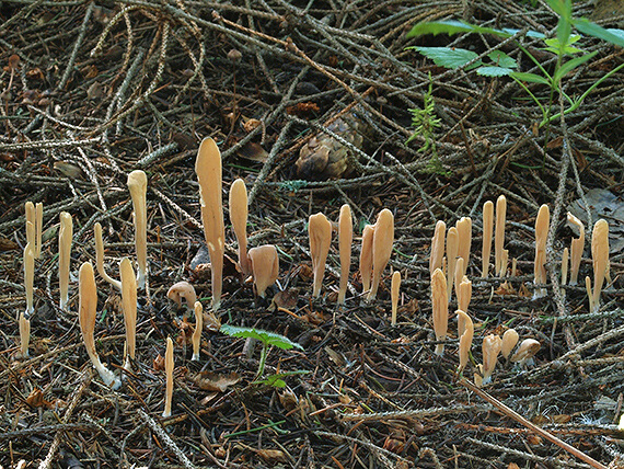 kyjak jazykovitý Clavariadelphus ligula (Schaeff.) Donk