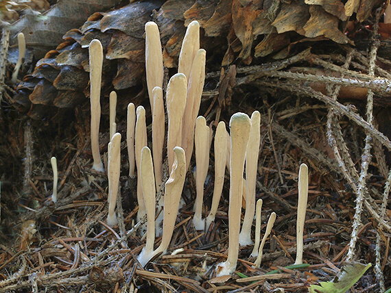 kyjak jazykovitý Clavariadelphus ligula (Schaeff.) Donk