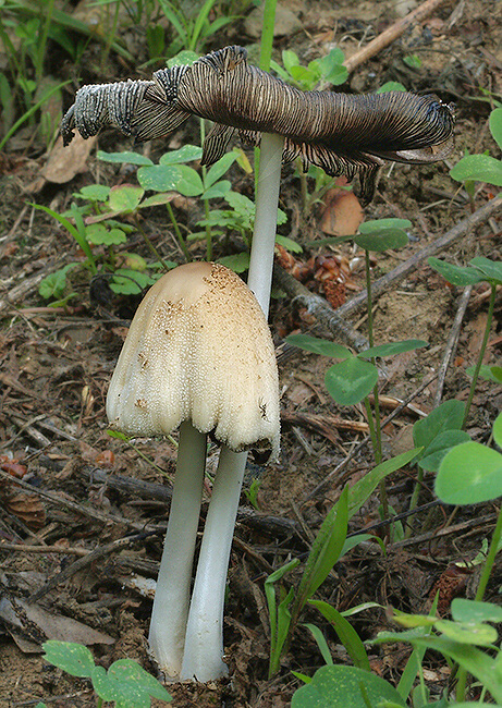 hnojník okrový Coprinellus domesticus (Bolton) Vilgalys, Hopple & Jacq. Johnson