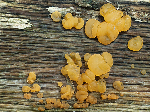 slzovec Dacrymyces sp.