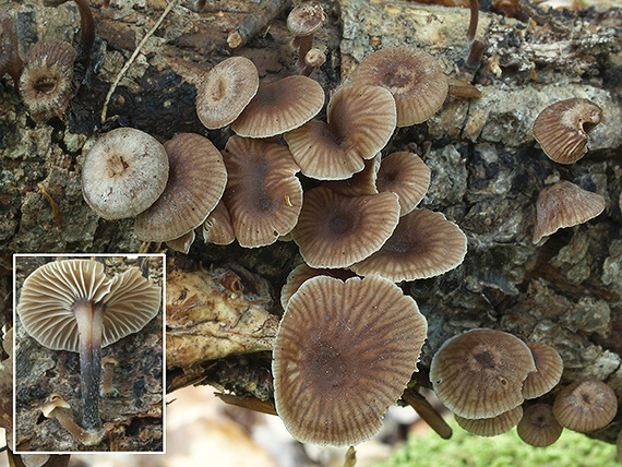 špička smradľavá Gymnopus foetidus (Sowerby) J.L. Mata & R.H. Petersen