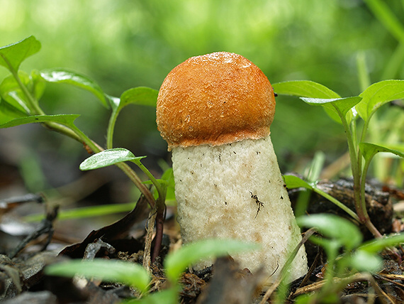 kozák osikový Leccinum albostipitatum den Bakker & Noordel.