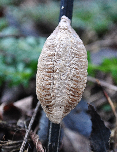 modlivka zelená-ootéka Mantis religiosa