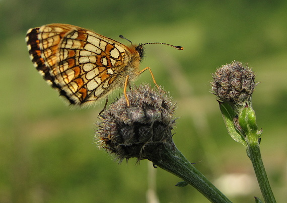 hnedáčik skorocelový  Melitaea athalia