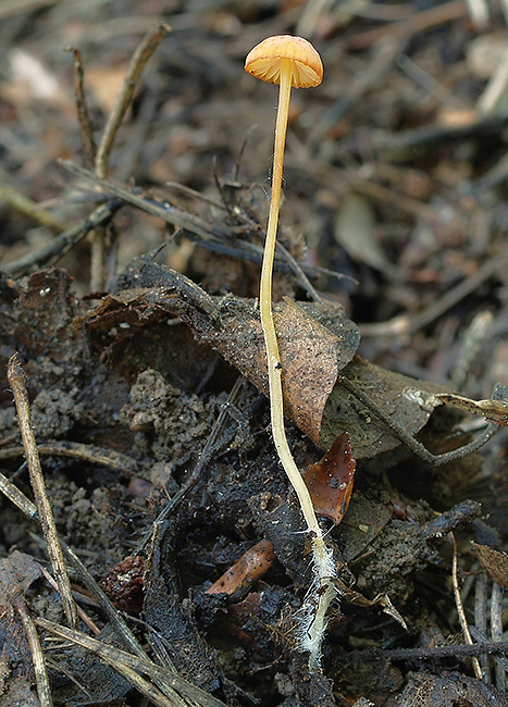 prilbička ihličková Mycena acicula (Schaeff.) P. Kumm.