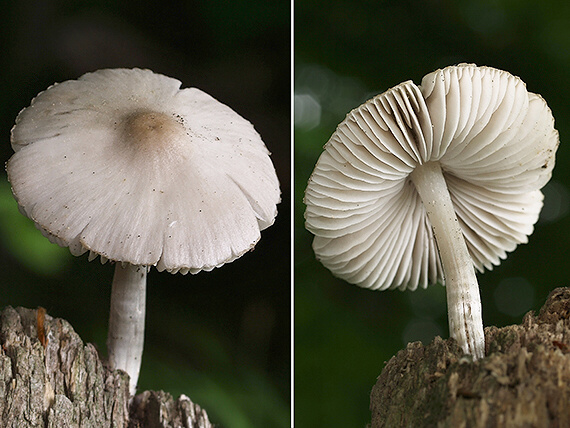 prilbička ružovolupeňová Mycena galericulata (Scop.) Gray