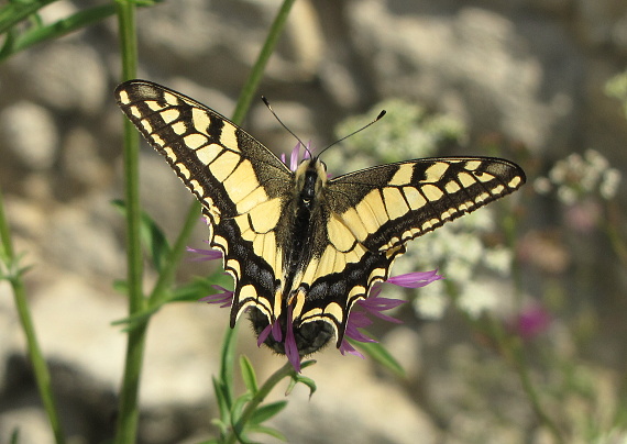 vidlochvost feniklový  Papilio machaon