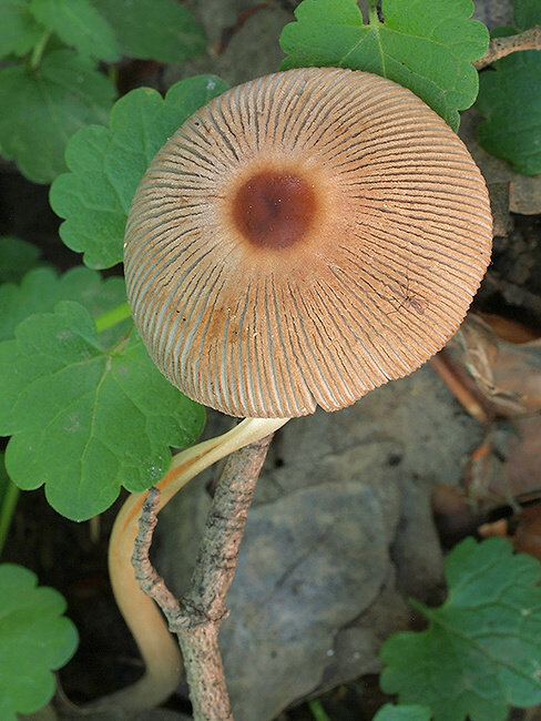 hnojník štetinkatý Parasola auricoma (Pat.) Redhead, Vilgalys & Hopple