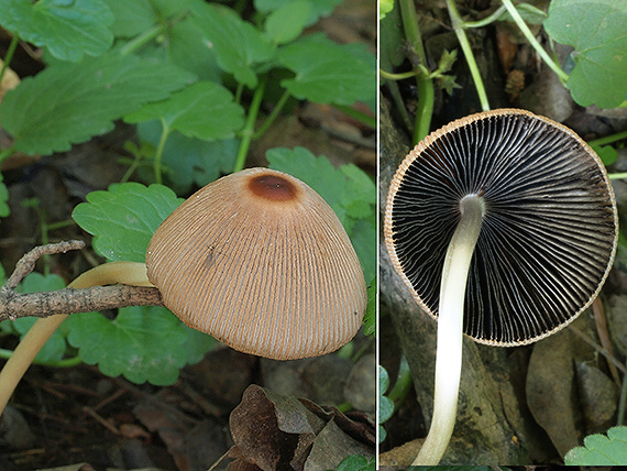 hnojník štetinkatý Parasola auricoma (Pat.) Redhead, Vilgalys & Hopple