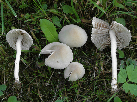 drobuľka Candolleova Psathyrella candolleana (Fr.) Maire