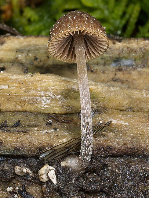 holohlavec vločkatý Psilocybe cf. crobula (Fr.) Singer