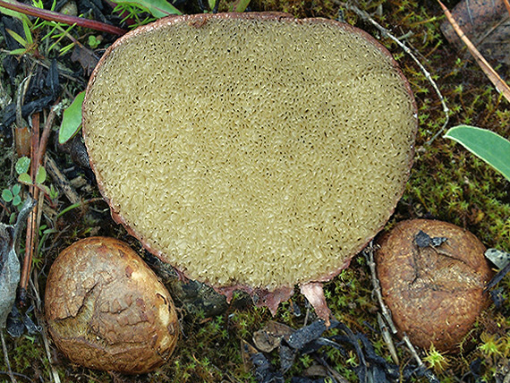 koreňovec červený Rhizopogon roseolus (Corda) Th. Fr.