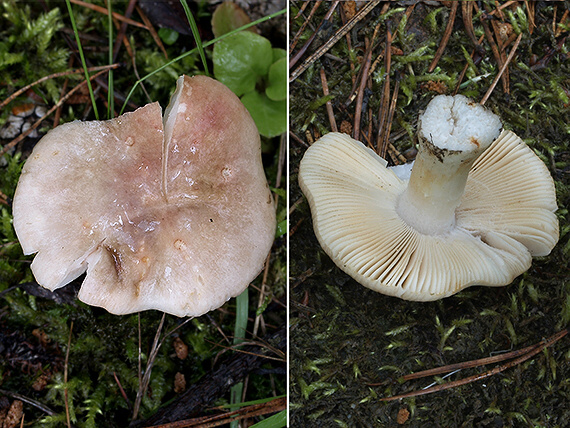 plávka Russula sp.