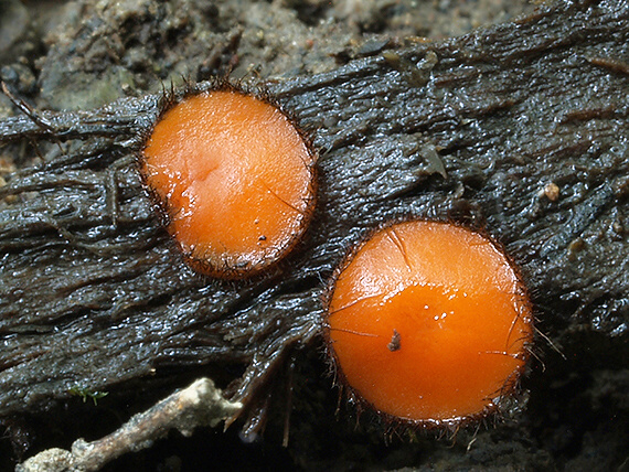 štítovnička Scutellinia sp.